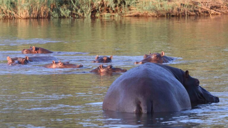 The Conversation Hippos Africa conservation Matthijs Van Heijningen scaled