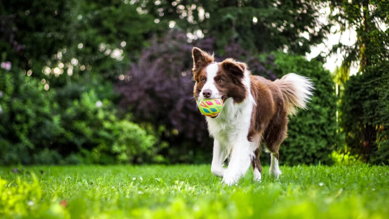K9-Coach Home Dog Training Expands Personalized Obedience Services Across Montgomery County, Texas