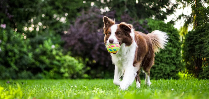 K9-Coach Home Dog Training Expands Personalized Obedience Services Across Montgomery County, Texas